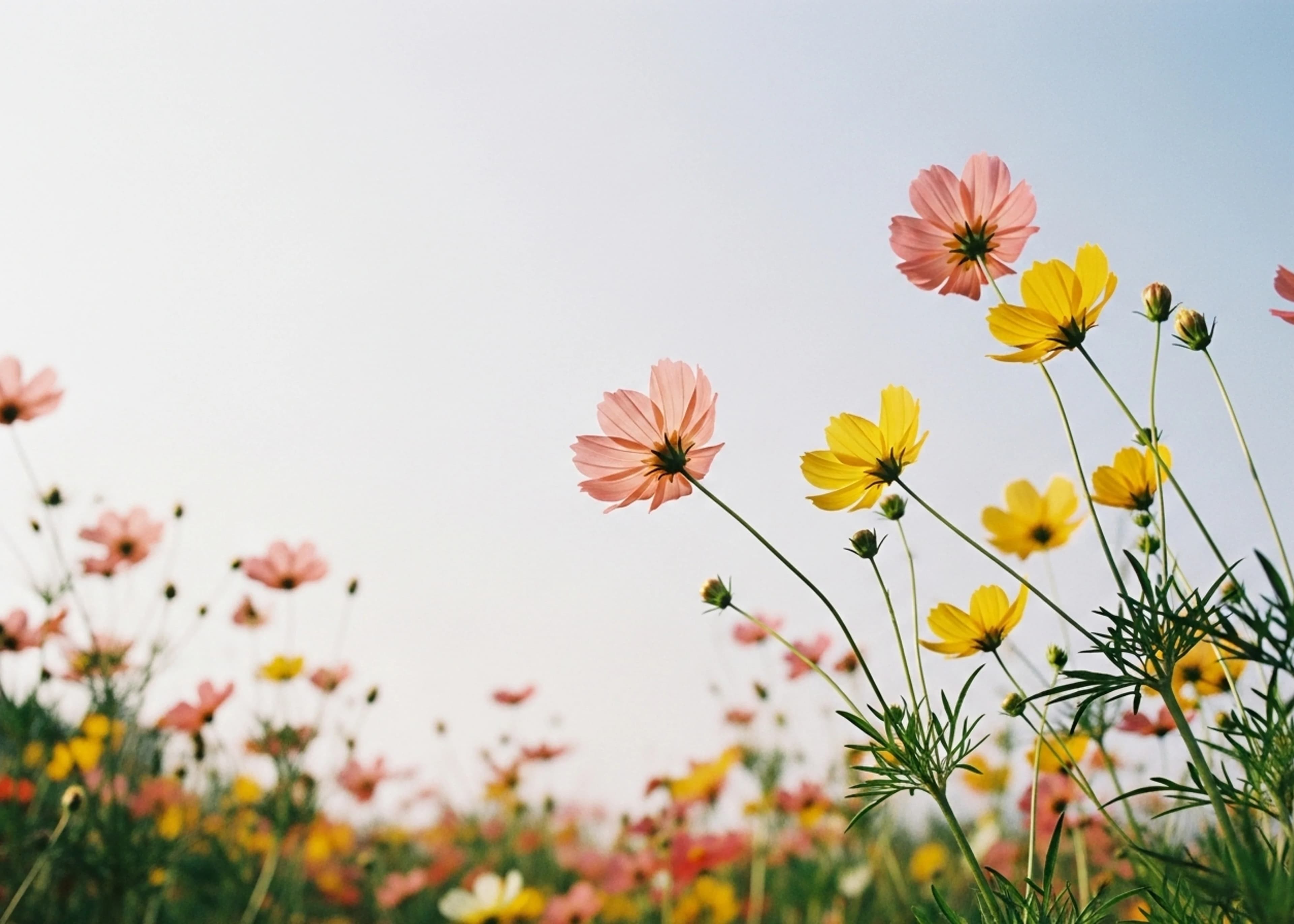 Delicate Wildflower Field Pink