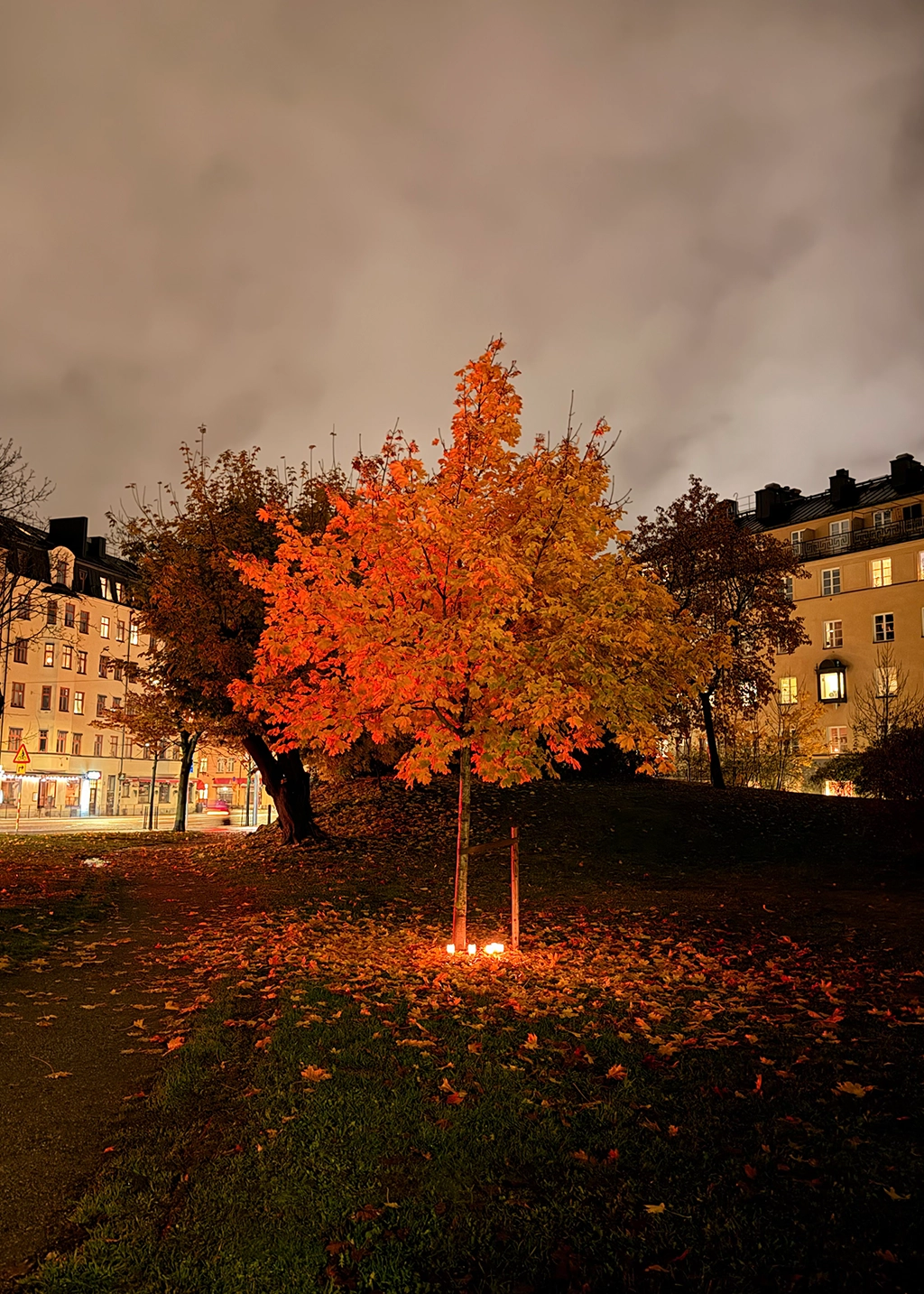 Original photo – autumn tree